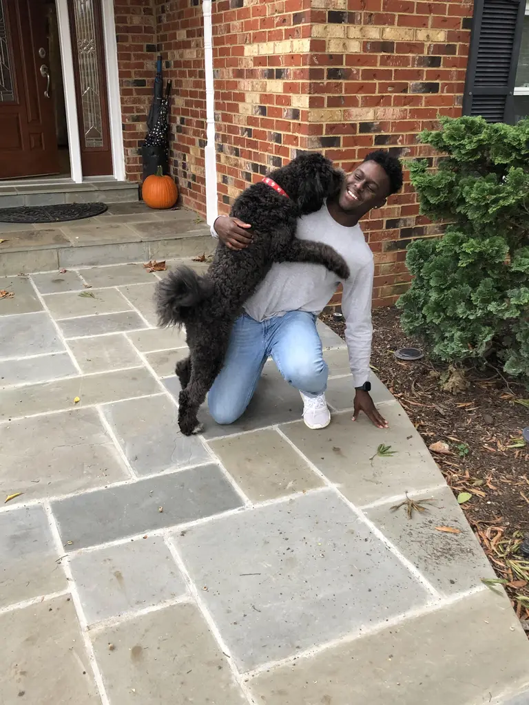 Friendly dog walking service in Springfield, VA with happy pets enjoying outdoor playtime.